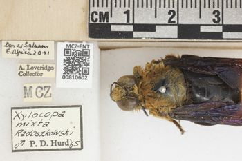 Media type: image;   Entomology 810602 Aspect: labels
